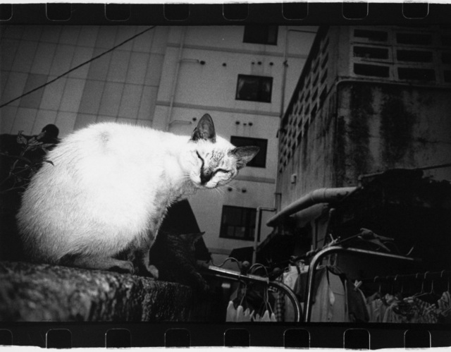 Anders Petersen, ‘Okinawa, Japan (cat)’, 2000, Photography, Vintage gelatin silver print, IBASHO