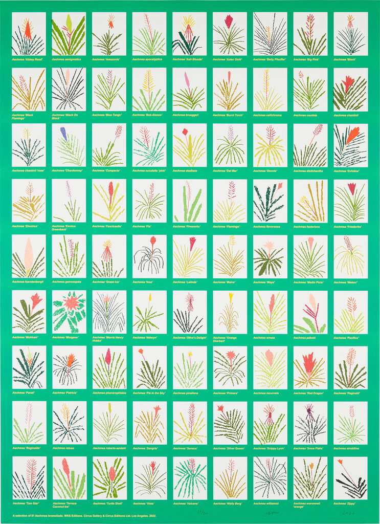 Jonas Wood - Aechmea Bromeliad Poster