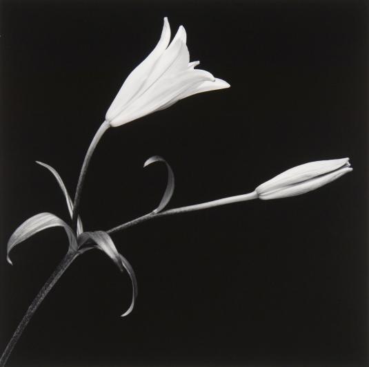 Robert Mapplethorpe, 'Lily, MAP-1947,' 1989, Jackson Fine Art