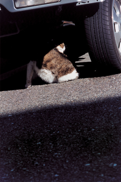 Takuma Nakahira, ‘Why an illustrated human-animal dictinonary #09-199’, 2004, Aki Gallery