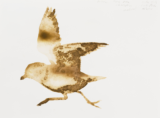 Alexis Rockman, ‘Piping Plover (Charadrius melodus)’, 2014, Parrish Art Museum