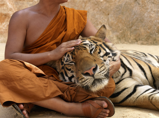 Lisa Kristine, ‘Tigers Guardian, Thailand’, Trinity House Paintings