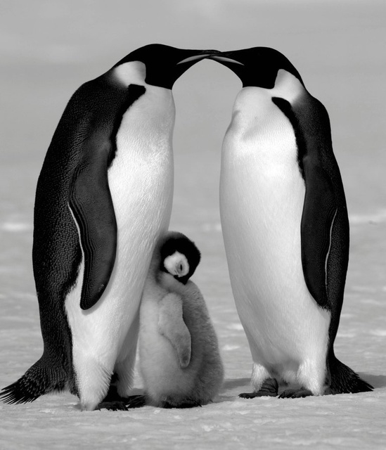David Yarrow, ‘Contentment ’, Art Angels