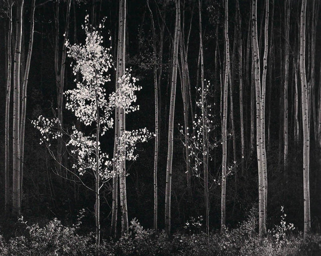 Ansel Adams, ‘Aspens, New Mexico (Horizontal)’, 1958, Weston Gallery