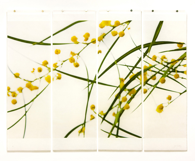 Jeri Eisenberg, ‘Acacia No.3’, 2018, Carrie Haddad Gallery