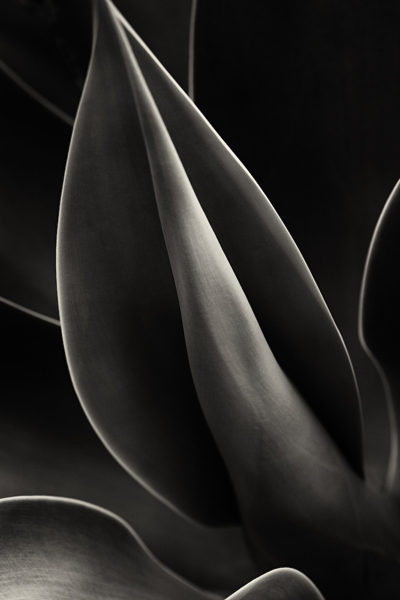 Cara Weston, ‘Plant Curves, Moorea’, 2014, Photography, Archival Pigment Print, Weston Gallery