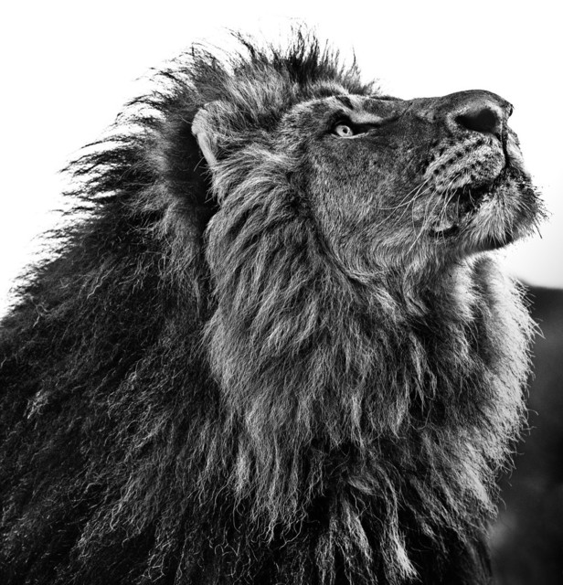 David Yarrow, ‘Nkosi Sikelel Iafrica’, 2014, Isabella Garrucho Fine Art