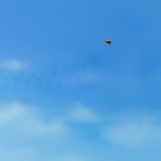 Lilia Mazurkevich, ‘Buzzing’, 2018, M1 Fine Art