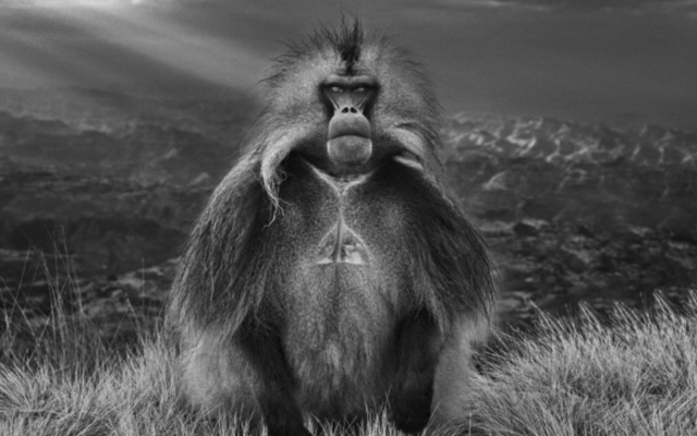 David Yarrow, ‘Members Only’, 2018, Photography, Archival Pigment Print, Maddox Gallery