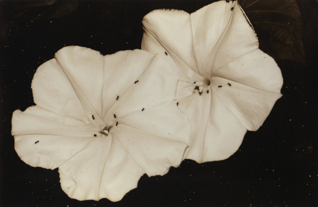 Yamamoto Masao, ‘Nakazora #1062’, 2002, Robert Koch Gallery