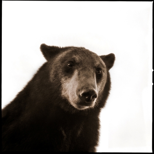 Nine Francois, ‘Black Bear II’, 2017, Julie Nester Gallery