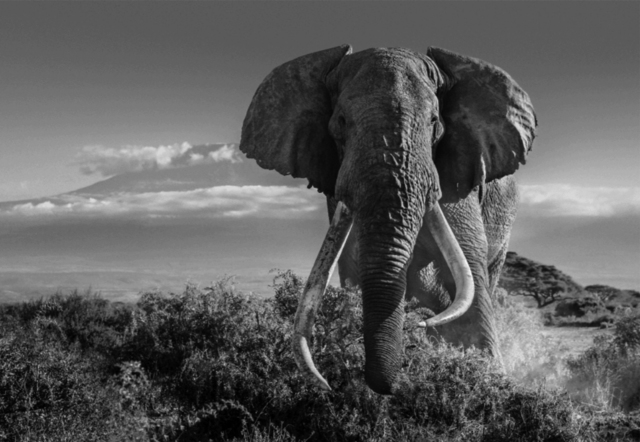 David Yarrow, ‘Africa II’, 2018, Holden Luntz Gallery