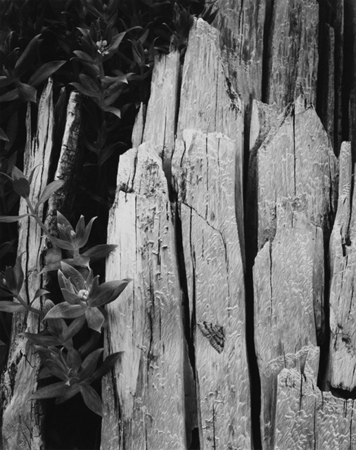 Ansel Adams, ‘Moth and Stump Glacier Bay National Monument, Alaska’, 1949 (Printed 1950), Photography, Vintage gelatin silver print, Peter Fetterman Gallery