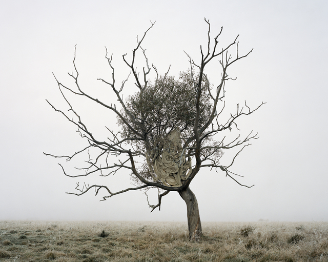 Riitta Päiväläinen, ‘Crack Willow’, 2019, Taik Persons