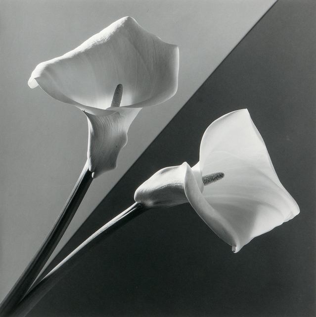 Robert Mapplethorpe Calla Lily (1988) Artsy