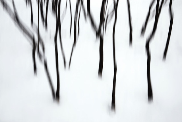 Charles March, ‘Alexander Garden 3’, 2014, Photography, Pigment print, Hamiltons Gallery