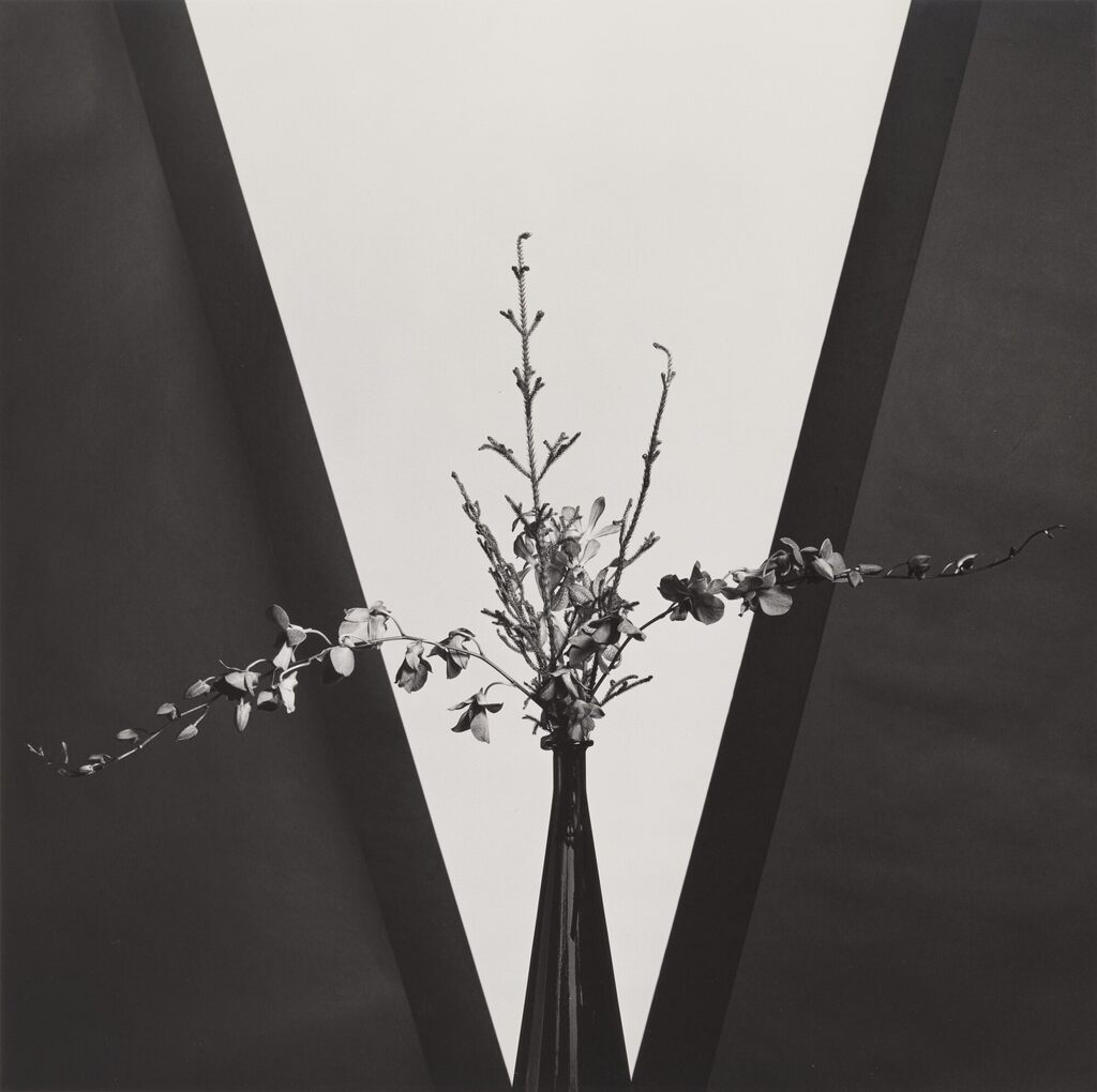 Robert Mapplethorpe - Flower