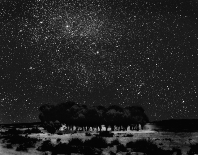 Neil Folberg, ‘Starry Grove’, 1999, Vision Neil Folberg Gallery