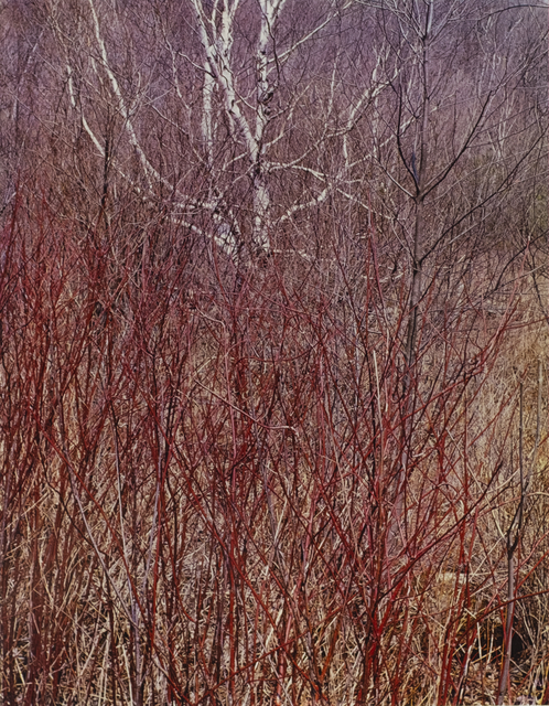 Eliot Porter, ‘Red osier, Near Great Barrington, Massachusetts’, 1957, Photography, Dye transfer print, Jackson Fine Art