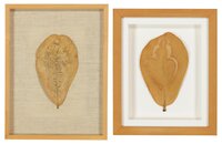 (i) Untitled (Leaf Drawing); (ii) Untitled (Leaf Drawing)