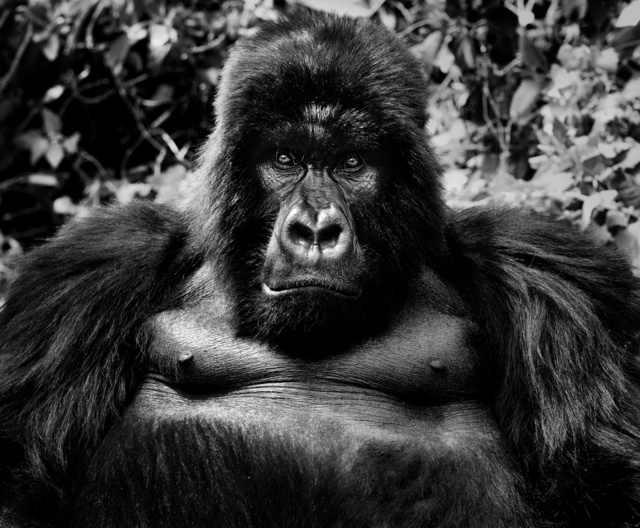 David Yarrow, ‘King Kong’, 2011, Isabella Garrucho Fine Art