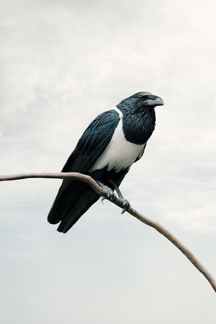 Alice Zilberberg, ‘Present Pied Crow’, 2020, Photography, Photo-based digital painting (Paper - Canson Infinity Rag Photographique), Isabella Garrucho Fine Art
