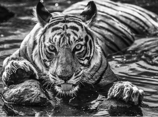 David Yarrow, ‘The Queen of Ranthambore’, 2018, Photography, 315gsm Hahnemuhle Photo Rag Baryta Paper, Isabella Garrucho Fine Art