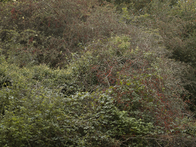 Leon Steele, ‘Heath #9’, 2011, Photography, Chromogenic Print, Wren London