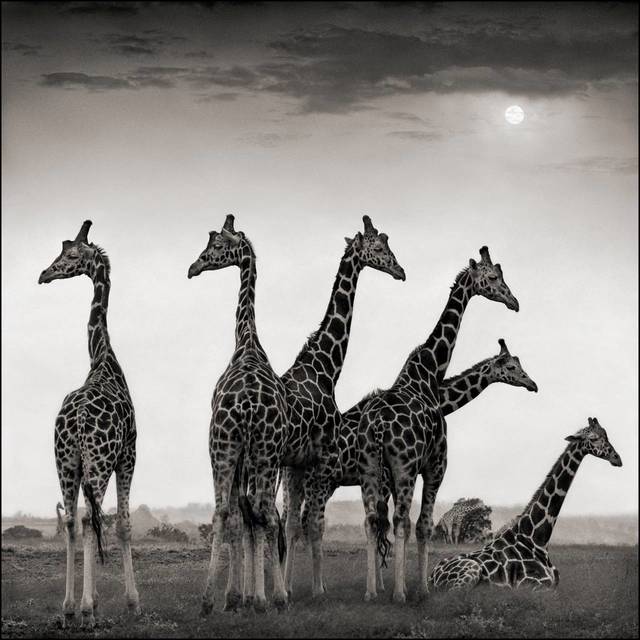 Nick Brandt, ‘Giraffe Fan, Aberdares’, 2000, Photography, Fine Art Print, Bernheimer Fine Art