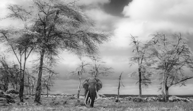 David Yarrow, ‘The Fairytale’, 2017, Fineart Oslo