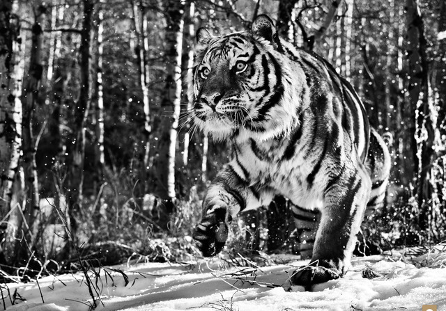 David Yarrow, ‘Cold Mountain’, ca. 2015, Photography, Archival Pigment Print, Samuel Lynne Galleries