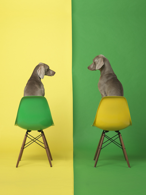 William Wegman, ‘Yellow Two Green’, 2015, Betsy Senior Fine Art