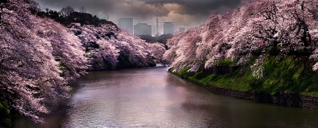David Drebin, ‘Pink Spring, Tokyo’, 2015, Photography, Chromogenic Print, CHROMA GALLERY