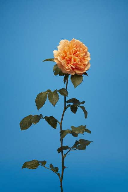 Luke Stephenson, ‘Dame Judi Dench’, 2017, The Photographers' Gallery | Print Sales