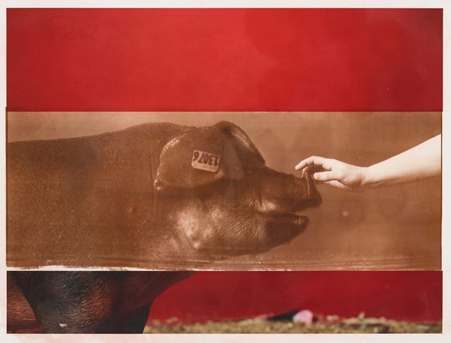 R. J. Kern, ‘Supreme Champion Swine Female’, 2019, Photography, Salt over archival pigment print, Olson Larsen Gallery