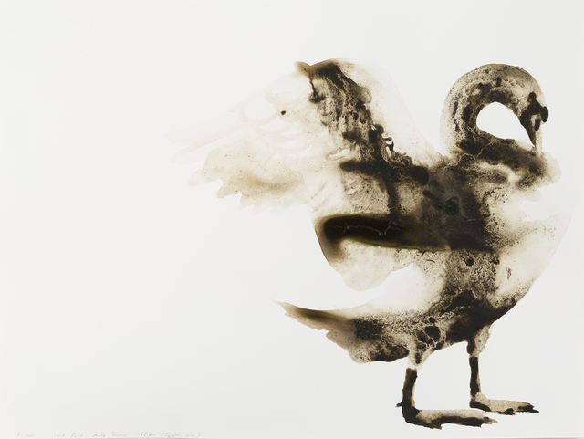 Alexis Rockman, ‘Mute Swan (Cygnus olor)’, 2014, Parrish Art Museum
