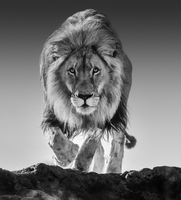 David Yarrow, ‘Genesis’, ca. 2018, Photography, Archival Pigment Print, Samuel Lynne Galleries