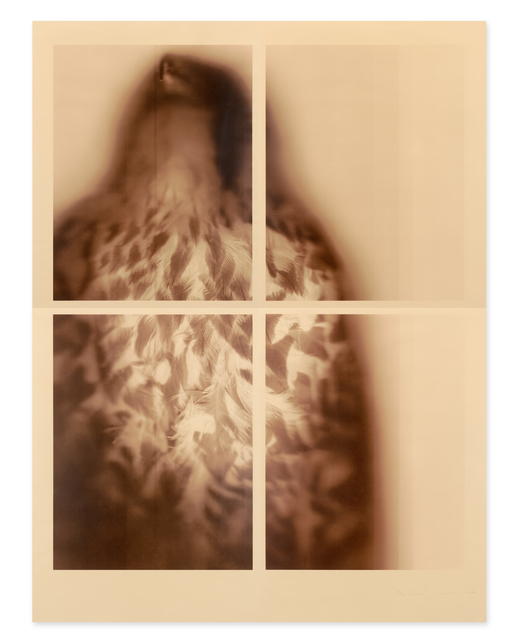 Ann Hamilton, ‘ Peregrine Falcon (Sepia), 2017 ’, 2017, Gemini G.E.L. at Joni Moisant Weyl