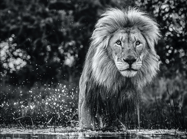 David Yarrow, ‘After the Flood’, 2020, Photography, Archival Pigment Print, Hilton Asmus