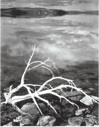 White Branches, Mono Lake, California