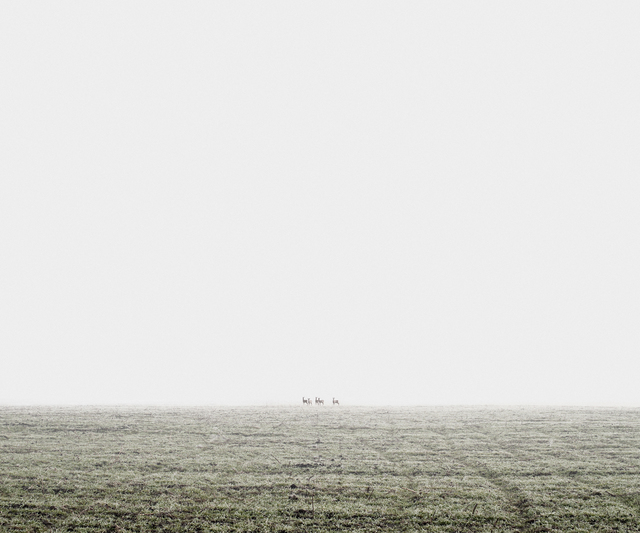 Tamas Dezso, ‘Deer (North Hungary, 2011)’, 2011, The Photographers' Gallery | Print Sales