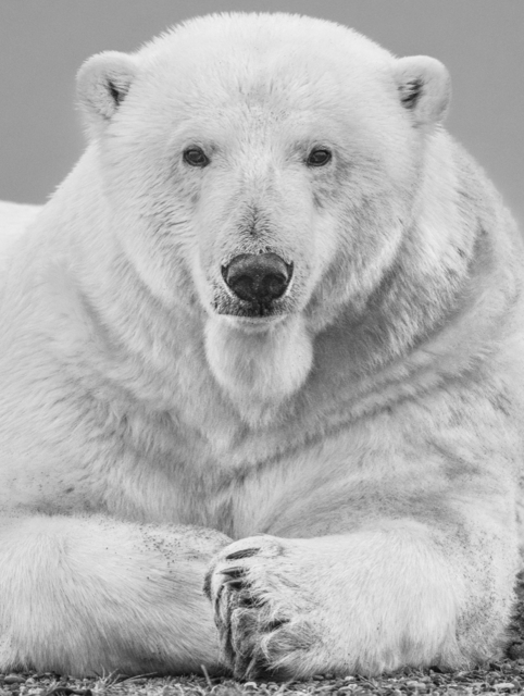 David Yarrow, ‘The Statesman’, 2018, Hilton Asmus
