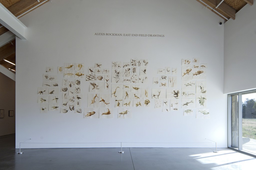 Installation view of "Alexis Rockman: East End Field Drawings" on view at the Parrish Art Museum, Water Mill, New York through January 18, 2016. Photo: Gary Mamay. Installation view of "Alexis Rockman: East End Field Drawings" on view at the Parrish Art Museum, Water Mill, New York through January 18, 2016. Photo: Gary Mamay.