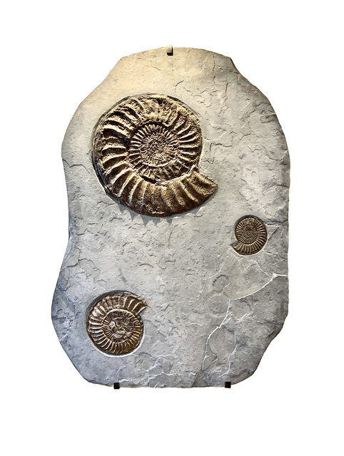 Natural History, ‘Fossilised Triple Ammonite Plate’, Circa 180 million years old, Sculpture, Fossilised ammonite trio in matrix from the Jurassic Coast, Dorset, EXTRAORDINARY OBJECTS