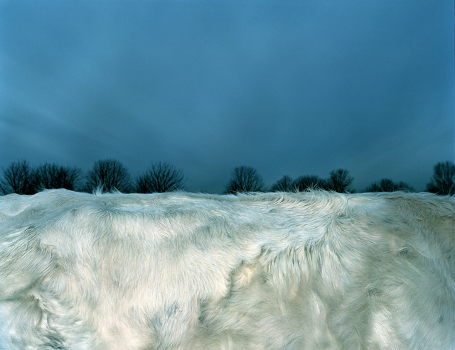 Leon Steele, ‘Snow Pelage’, 2002, Photography, Chromogenic Print, Wren London
