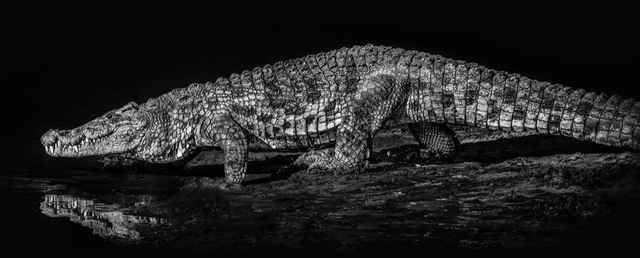 David Yarrow, ‘10,000 BC’, 2019, Hilton Asmus