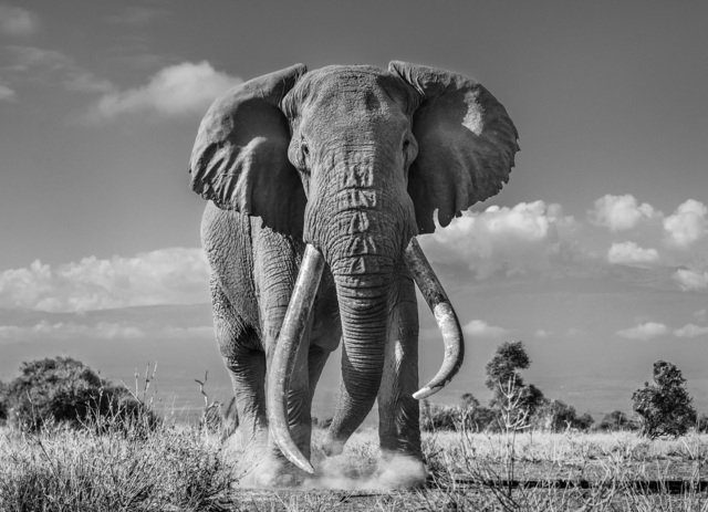 David Yarrow, ‘Tim’, 2019, Photography, Archival Pigment Photograph, Holden Luntz Gallery
