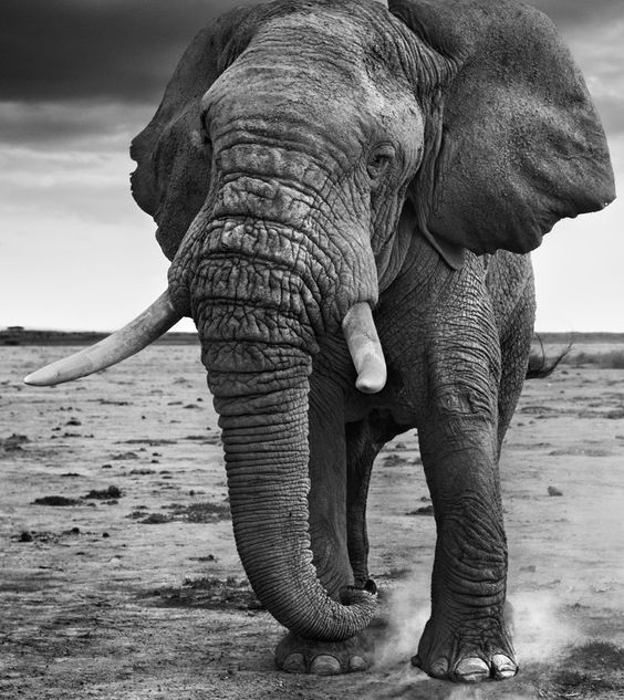 David Yarrow, ‘50 Shades of Grey’, Isabella Garrucho Fine Art