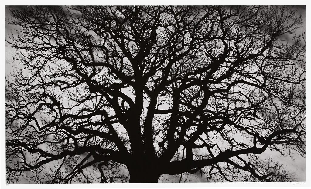 Robert Longo - Untitled (Tree)