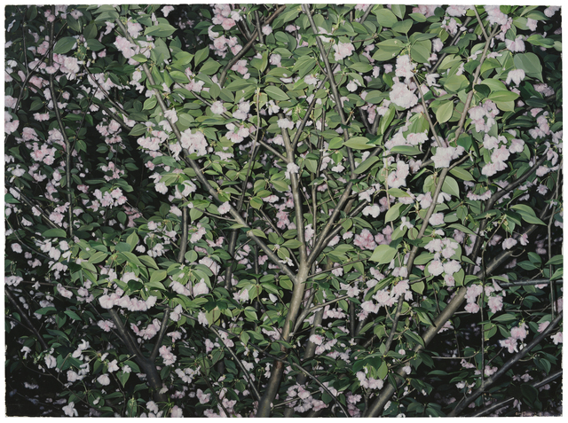 GONG Jian, ‘A Portrait for a Tree NO.12’, 2018, Tang Contemporary Art